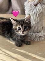 Maine coon kittens, Meerdere dieren, 0 tot 2 jaar