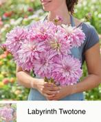 Dahlia knollen Labyrinth twotone, Ophalen of Verzenden, Volle zon, Knol