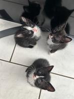 GRATIS KITTENS., Meerdere dieren, 0 tot 2 jaar