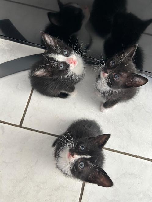 GRATIS KITTENS., Dieren en Toebehoren, Katten en Kittens | Raskatten | Korthaar, Meerdere dieren, 0 tot 2 jaar