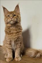Maine Coon Wecked Male Aldona's Gift *PL, Kater, Ontwormd