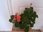 Mooie geranium,  donkerroze, Huis en Inrichting, Kamerplanten, Ophalen, Halfschaduw, Minder dan 100 cm