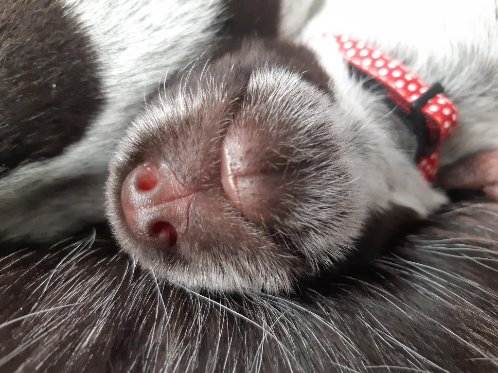 Gezonde Duitse Staande Draadhaar Pups, Dieren en Toebehoren, Honden | Setters en Staande honden, Meerdere dieren, Duitse Staande hond