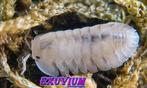 Cubaris sp. Caramel Cream isopods / pissebedden, Overige soorten