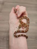 Rode rattenslang, Pantherophis guttatus, NK25 Wild 0.0.1, Dieren en Toebehoren, Reptielen en Amfibieën, 0 tot 2 jaar