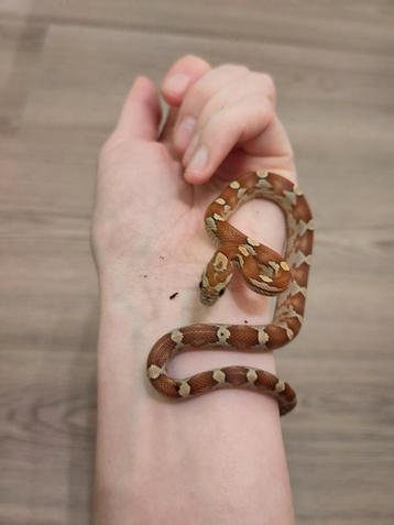 Rode rattenslang, Pantherophis guttatus, NK25 Wild 0.0.1 beschikbaar voor biedingen