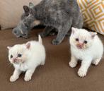 Britse Korthaar Kittens, Dieren en Toebehoren, Katten en Kittens | Raskatten | Korthaar, Meerdere dieren, Ontwormd, 0 tot 2 jaar