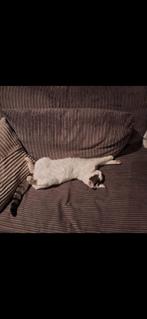 Gouden mandje gezocht voor super lieve kat, Dieren en Toebehoren, Katten en Kittens | Overige Katten, Kater, Kortharig, 0 tot 2 jaar