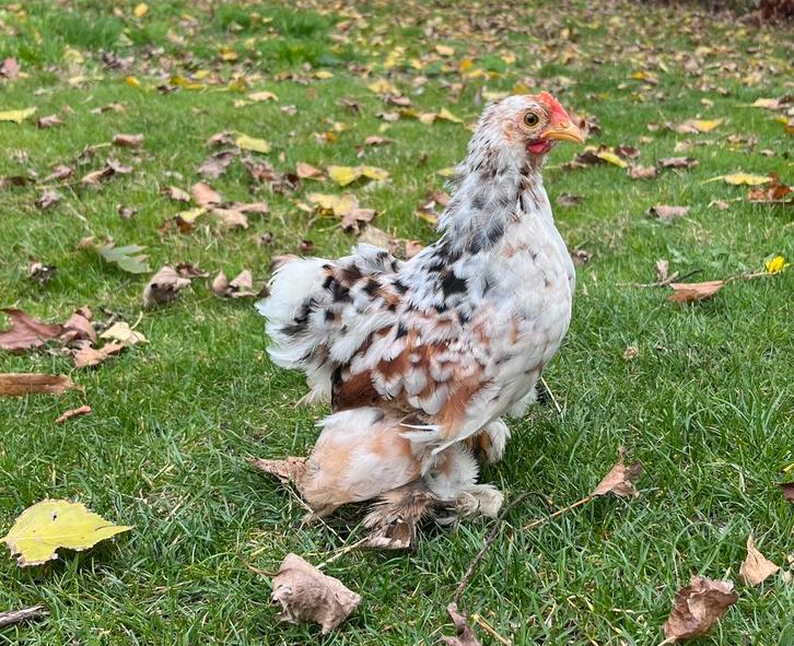 Cochin kriel kuiken 2 maanden haantje Jip, Dieren en Toebehoren, Pluimvee, Kip, Mannelijk