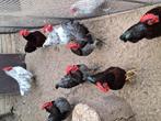 Te koop prachtige Australorp kriel hanen., Dieren en Toebehoren, Pluimvee, Mannelijk, Kip