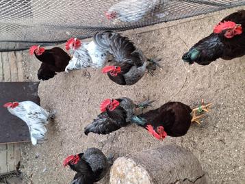 Te koop prachtige Australorp kriel hanen.  beschikbaar voor biedingen