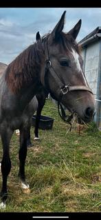 Lieve 1,5 jarige Merrie (van Extreme U.S), Dieren en Toebehoren, Paarden, Merrie, Dressuurpaard, 0 tot 2 jaar