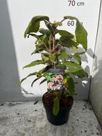 Hydrangea aspera Macrophylla, Vaste plant, Halfschaduw, Zomer, Ophalen