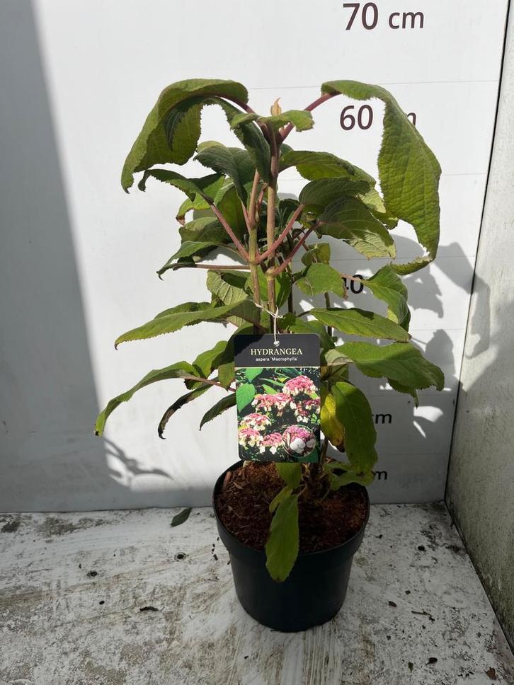 Hydrangea aspera Macrophylla, Tuin en Terras, Planten | Tuinplanten, Vaste plant, Overige soorten, Halfschaduw, Zomer, Ophalen