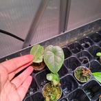 Kleine Alocasia Melo, Ophalen of Verzenden, Halfschaduw, Minder dan 100 cm