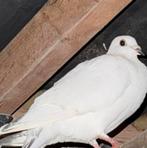 Gratis af te halen: 15 duiven of minder als je wil, Meerdere dieren
