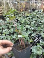 Hedera herbcintica p9 15/25 cm, Ophalen, Overige soorten, Halfschaduw