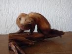 opgezette bunzing, Ophalen of Verzenden, Gebruikt, Wild dier, Opgezet dier