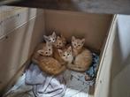 Meerdere nestjes boerderijkittens!, Dieren en Toebehoren, Katten en Kittens | Overige Katten, Meerdere dieren, Kortharig, 0 tot 2 jaar