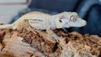 R. Auriculatus / Gargoyle Gecko, Slang, 0 tot 2 jaar
