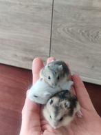 Tamme jonge dwerghamsters in diverse kleuren, Dieren en Toebehoren, Knaagdieren, Meerdere dieren, Hamster, Tam