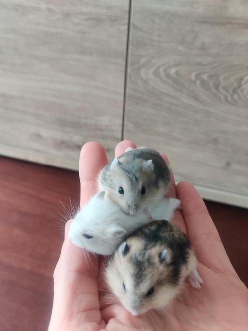 Tamme jonge dwerghamsters in diverse kleuren, Dieren en Toebehoren, Knaagdieren, Meerdere dieren, Hamster, Tam