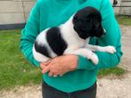 Mooie raszuivere Friese stabij pups, 8 tot 15 weken, CDV (hondenziekte), Meerdere, Meerdere dieren