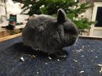 Blauwe kleurdwerg, Dieren en Toebehoren, Konijnen, Mannelijk, Dwerg, 0 tot 2 jaar