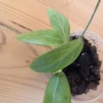 Hoya camphorifolia stek nr 3-15, Huis en Inrichting, Kamerplanten, Ophalen of Verzenden, Halfschaduw, Minder dan 100 cm