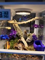 Terrarium, Dieren en Toebehoren, Reptielen en Amfibieën | Toebehoren, Ophalen, Gebruikt, Terrarium of Paludarium