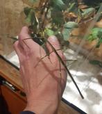 Koppeltjes wandelende takken (Lonchodiodes ilocos), Wandelende tak