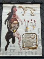 Konijn, Ophalen of Verzenden, Natuur en Biologie
