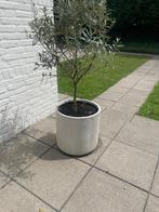 olijfbomen, Tuin en Terras, Planten | Bomen, Lente, 100 tot 250 cm, Olijfboom, Ophalen
