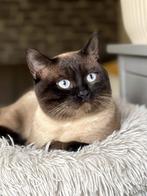 Meet Simo – Handsome Male Siamese for Stud, 0 tot 2 jaar
