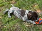 DSK pup Astrid (8 weken) zoekt een warm thuis!, Dieren en Toebehoren, Honden | Setters en Staande honden, Duitse Staande hond