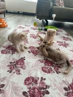 Britse korthaar kitten, Dieren en Toebehoren, Katten en Kittens | Raskatten | Korthaar, Kater, Ontwormd