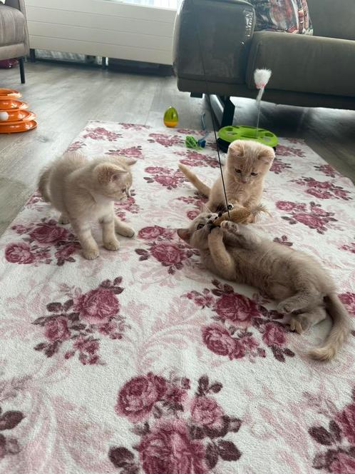 Britse korthaar kitten, Dieren en Toebehoren, Katten en Kittens | Raskatten | Korthaar, Kater, Ontwormd