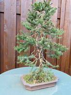 Picea (onbekende soort) pre bonsai., Tuin en Terras, Planten | Bomen, Minder dan 100 cm, Overige soorten, Bloeit niet, Ophalen