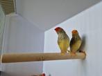 Tropische vogels: Veel keuze + goed advies, Dieren en Toebehoren, Vogels | Kanaries, Meerdere dieren, Kleurkanarie