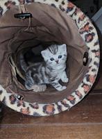 🎀...bloedmooie Britse kittens  nog 1, Meerdere dieren, Ontwormd