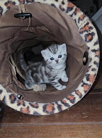 🎀...bloedmooie Britse kittens  nog 1 beschikbaar voor biedingen