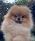 Prachtige Pomeranian puppy’s, Particulier, Keeshond, 15 weken tot 1 jaar, Buitenland