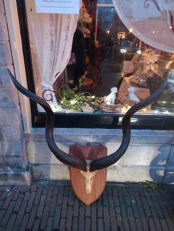 Afrikaanse Kudu/koedoe stier op houten wandbord/Taxidermy  beschikbaar voor biedingen