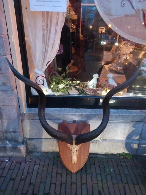 Afrikaanse Kudu/koedoe stier op houten wandbord/Taxidermy, Antiek en Kunst, Antiek | Woonaccessoires, Ophalen
