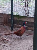 Bosfazant.fazant., Dieren en Toebehoren, Pluimvee, Mannelijk, Overige soorten