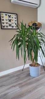 grote kamerplant ( Yucca Elephantipes ) inclusief pot, Huis en Inrichting, Halfschaduw, Ophalen