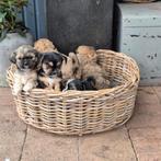Prachtige lieve boomer pups te koop, Dieren en Toebehoren, HCC (leverziekte), Overige rassen, 8 tot 15 weken, Meerdere dieren