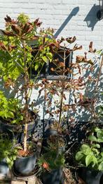 Kastanjebomen, Tuin en Terras, Ophalen, Volle zon, Overige soorten