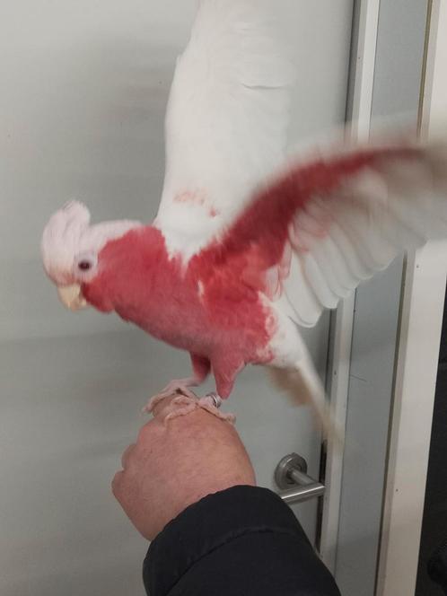 Tamme baby Lutino rose Kakatoes met DNA en getest op alle zi, Dieren en Toebehoren, Vogels | Parkieten en Papegaaien, Papegaai