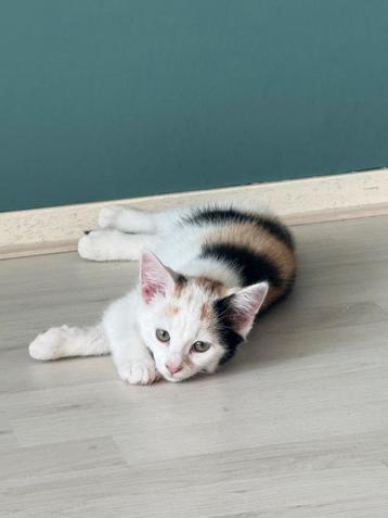 Lieve Kittens ter overname beschikbaar voor biedingen